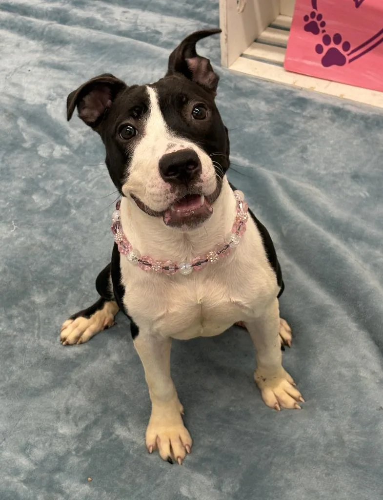 A baby medium-sized female Mixed Breed dog named Bella Dora for adoption in Detroit, MI