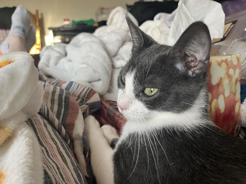 Bonnie Aka Bonnie Blue