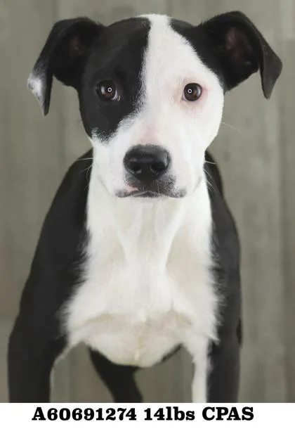 An adult small-sized female Terrier dog named Delphine for adoption in Shreveport, LA