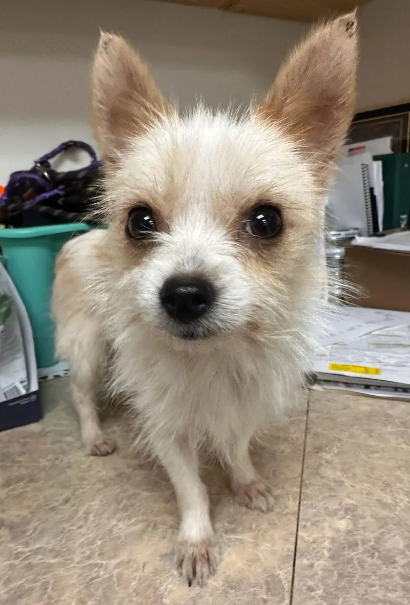 An adult small-sized male Chihuahua dog named Mojo for adoption in Carmel, NY