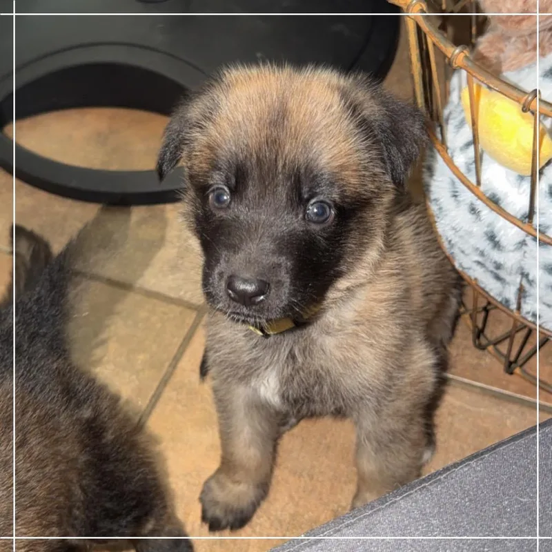 A baby large-sized female Red / Chestnut / Orange Shepherd dog named Belle Star for adoption in Chandler, AZ