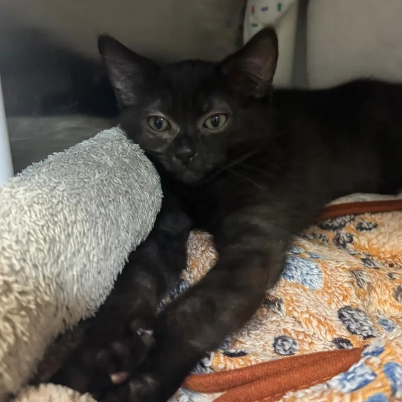 A baby small-sized male Black Domestic Medium Hair cat named Shining Armor for adoption in Charlottesville, VA