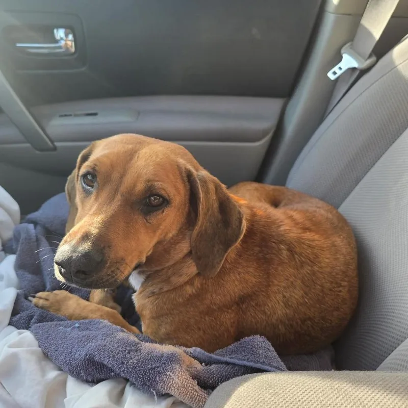 An adult medium-sized female Golden Foxhound dog named Amelia for adoption in Sarasota, FL
