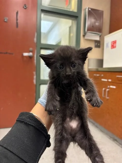 A baby small-sized male Domestic Short Hair cat named Midnight for adoption in Rancho Cucamonga, CA
