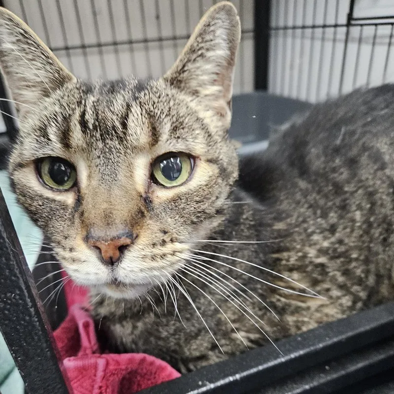 A senior extra large-sized male Gray / Blue / Silver Domestic Short Hair cat named Bowie for adoption in Ridgely, MD