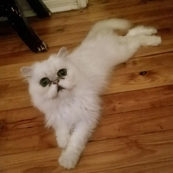 Mr. Mooshie Cr thumbnail 2