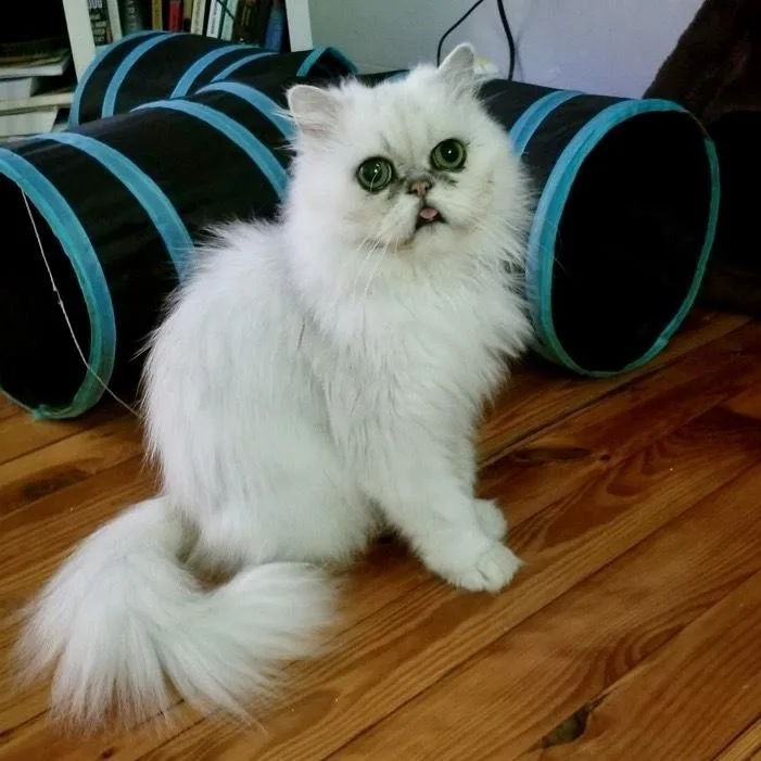 Mr. Mooshie Cr thumbnail 3