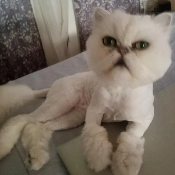 Mr. Mooshie Cr thumbnail 4