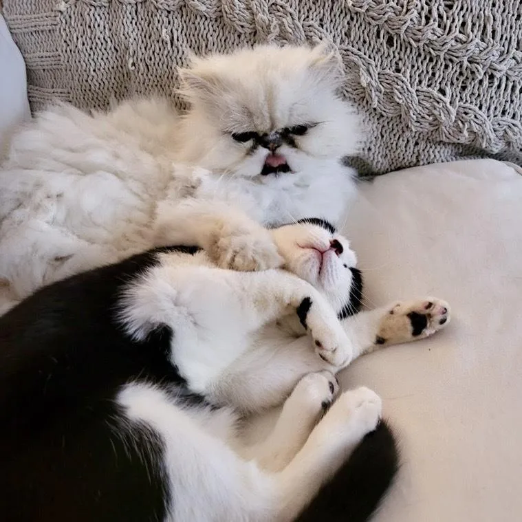 Mr. Mooshie Cr thumbnail 5