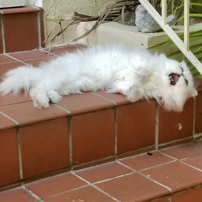 Mr. Mooshie Cr thumbnail 6