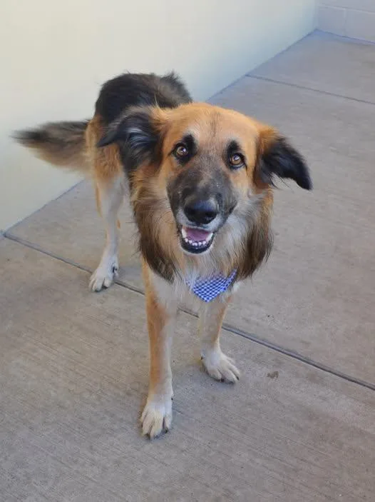 An adult large-sized male German Shepherd Dog named Freddy Krueger for adoption in McKinney, TX
