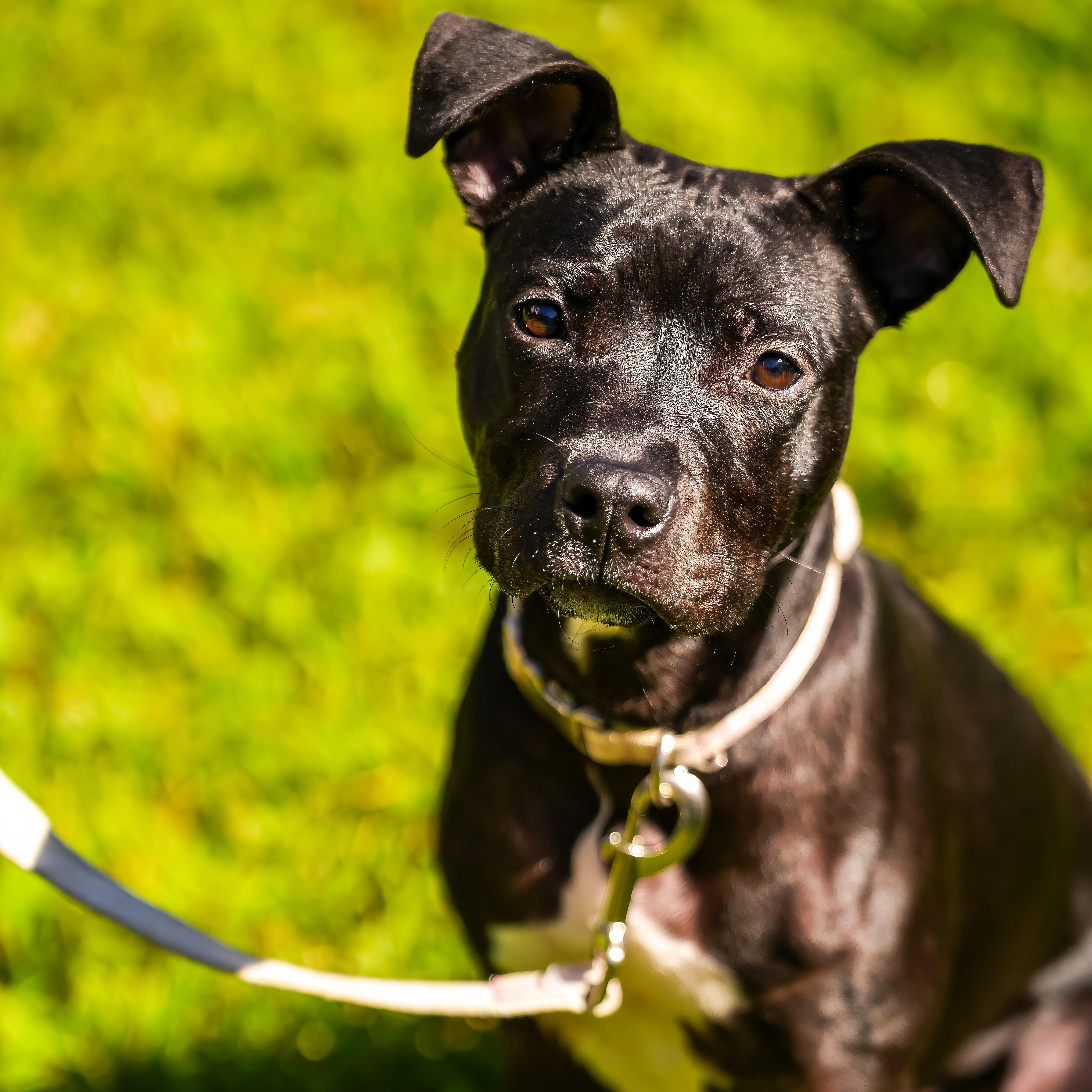 A young medium-sized female Black Pit Bull Terrier dog named Ember for adoption in Cornelius, NC