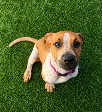 A baby small-sized female White / Cream Pit Bull Terrier dog named Bella for adoption in El Paso, TX