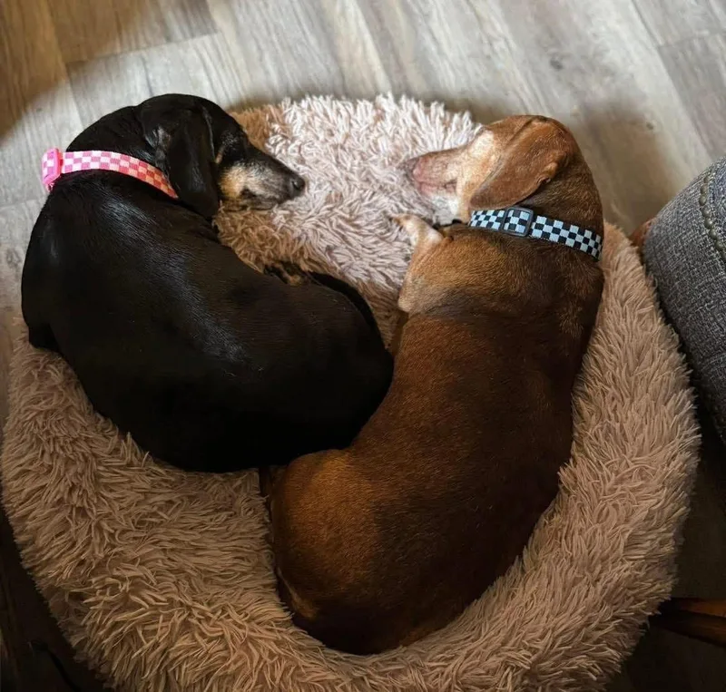 Leo And Lily