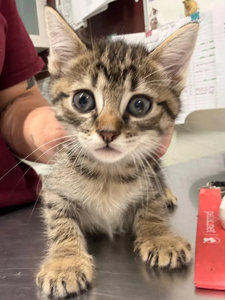 A baby medium-sized male Domestic Short Hair cat named Bodi for adoption in Fall River, MA
