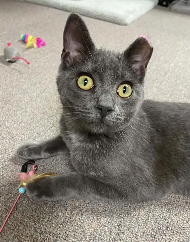 A young medium-sized male Gray & White Domestic Short Hair cat named Blue for adoption in Sterling Heights, MI