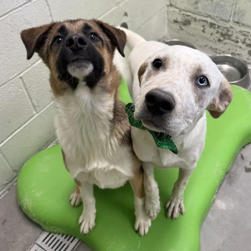A young medium-sized male White / Cream Mixed Breed dog named Caspian for adoption in Las Cruces, NM