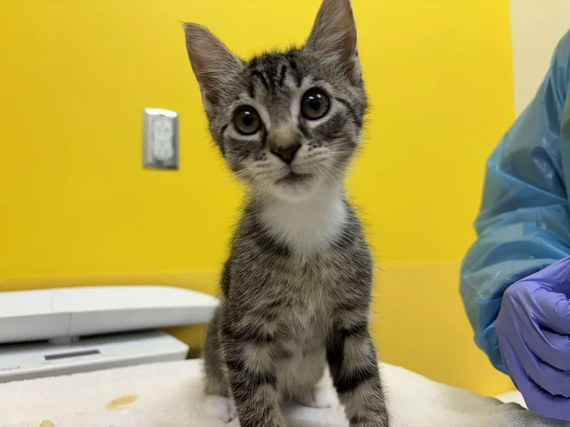 A baby small-sized female Tabby (Brown / Chocolate) Domestic Short Hair cat named Elaine for adoption in Raleigh, NC