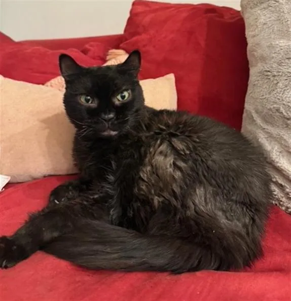 An adult large-sized male Domestic Short Hair cat named Truffle for adoption in Charlotte, NC