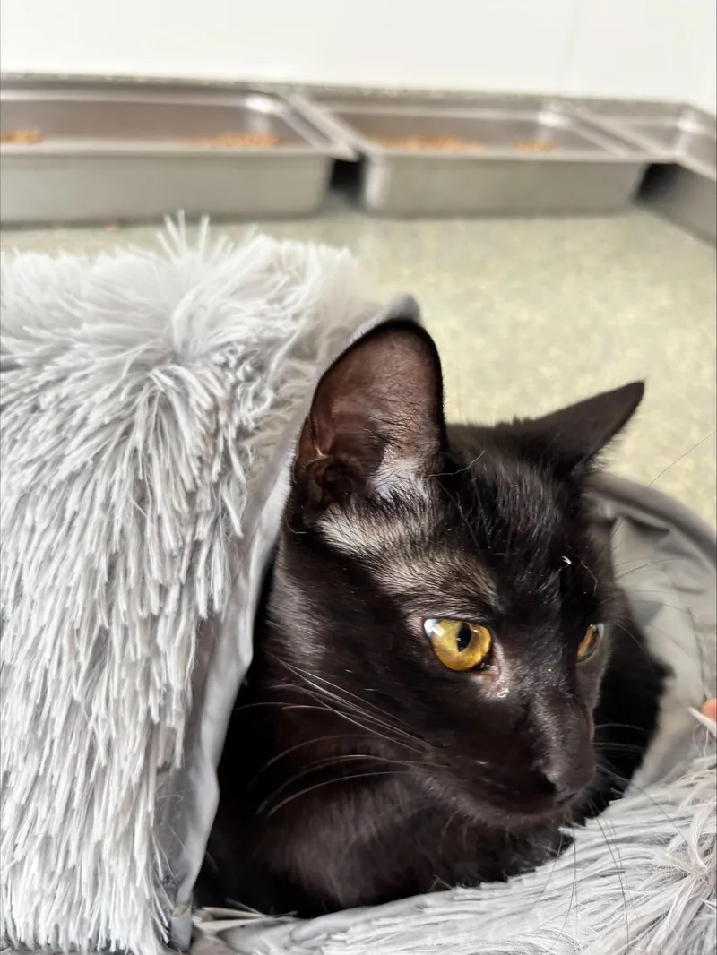 A young medium-sized female Black Domestic Short Hair cat named Tank for adoption in Waldport, OR