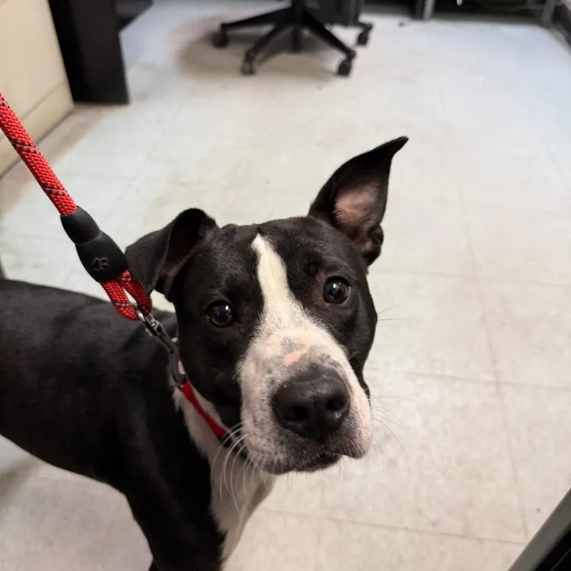 An adult medium-sized male Black Pit Bull Terrier dog named Spanky for adoption in Philadelphia, PA