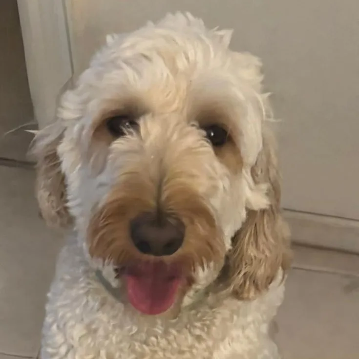A young medium-sized male Apricot / Beige Goldendoodle dog named Max for adoption in Miami, FL