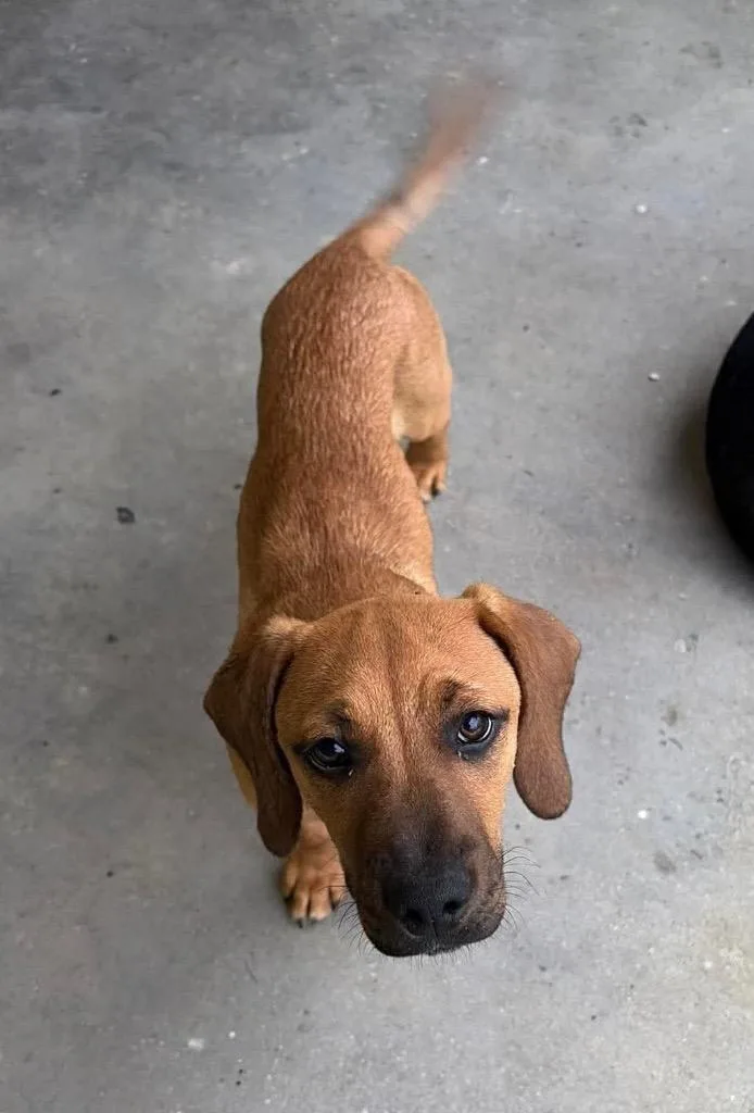 A baby extra large-sized male Labrador Retriever dog named Cosmo for adoption in North Syracuse, NY