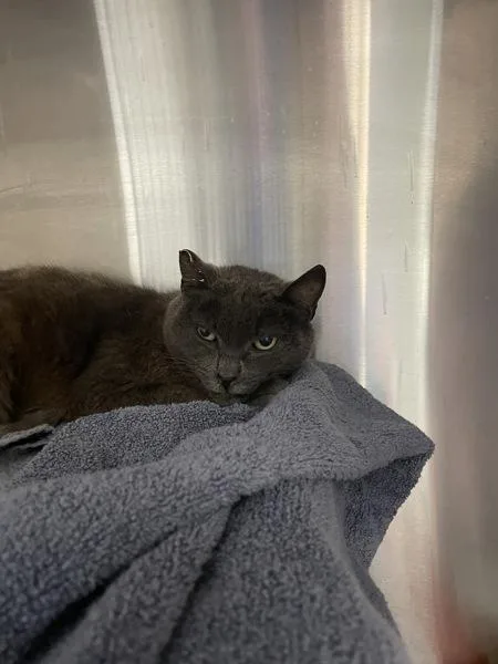 A senior medium-sized female Domestic Short Hair cat named Loretta Lynn for adoption in Escondido, CA