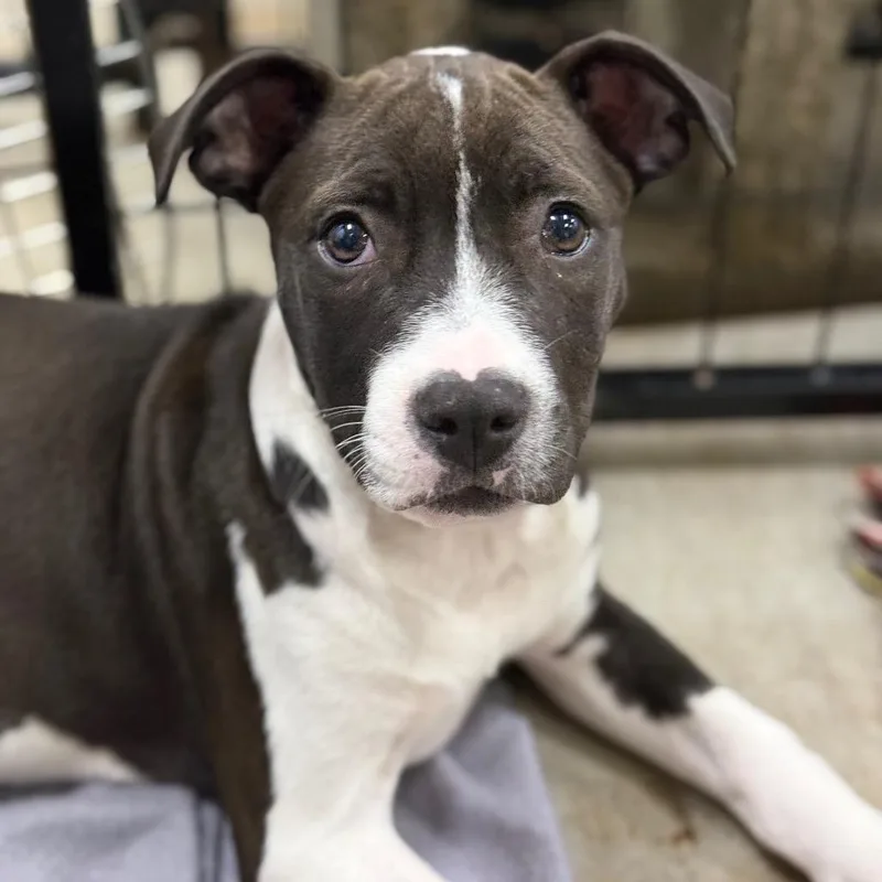 A baby small-sized female Black Pit Bull Terrier dog named Autumn for adoption in Birmingham, AL