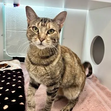 An adult medium-sized female Brown / Chocolate Domestic Short Hair cat named Miranda for adoption in Downers Grove, IL