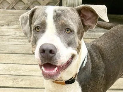 An adult large-sized male Gray / Blue / Silver Mixed Breed dog named Dango for adoption in Georgetown, TX