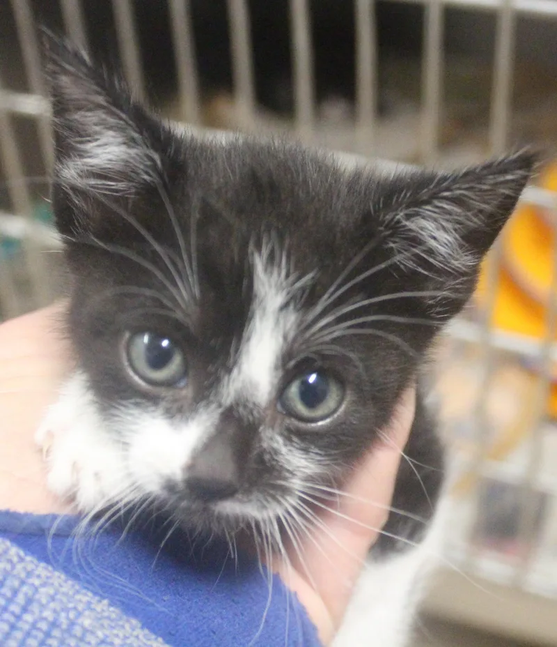 A young medium-sized female Black & White / Tuxedo American Shorthair cat named River for adoption in Wasco, CA