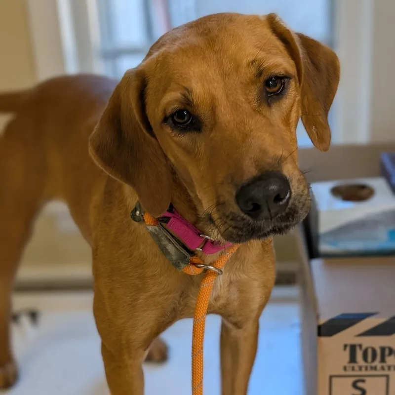 A young medium-sized female Brown / Chocolate Labrador Retriever dog named Jill for adoption in Deerfield, IL