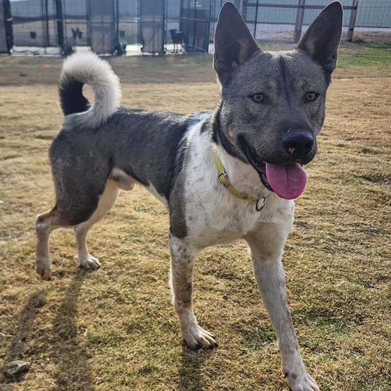 A young large-sized male Tricolor (Brown, Black, & White) Akita dog named Loki for adoption in Weatherford, TX