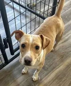 A young small-sized female Corgi dog named Emily for adoption in Sudbury, MA