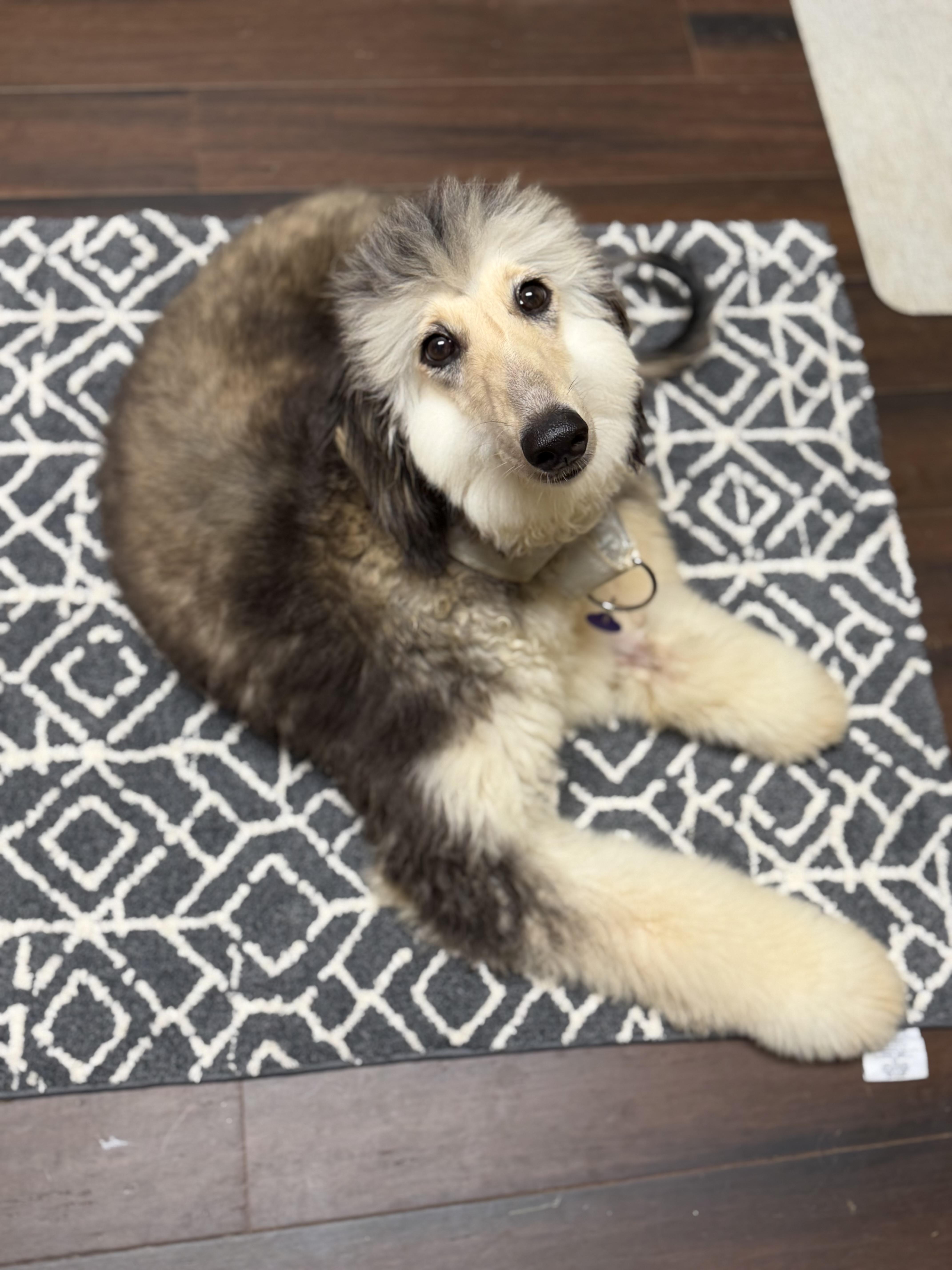 A young medium-sized female Afghan Hound dog named Cherry for adoption in Atlanta, GA