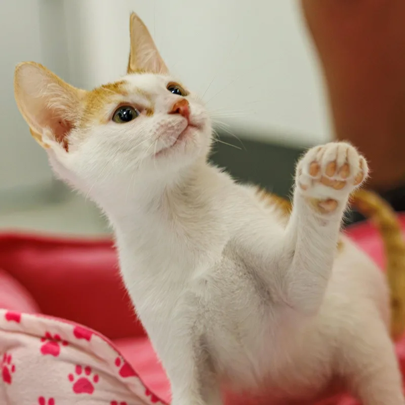 A baby medium-sized male Orange & White Domestic Short Hair cat named Jax for adoption in St. Cloud, FL