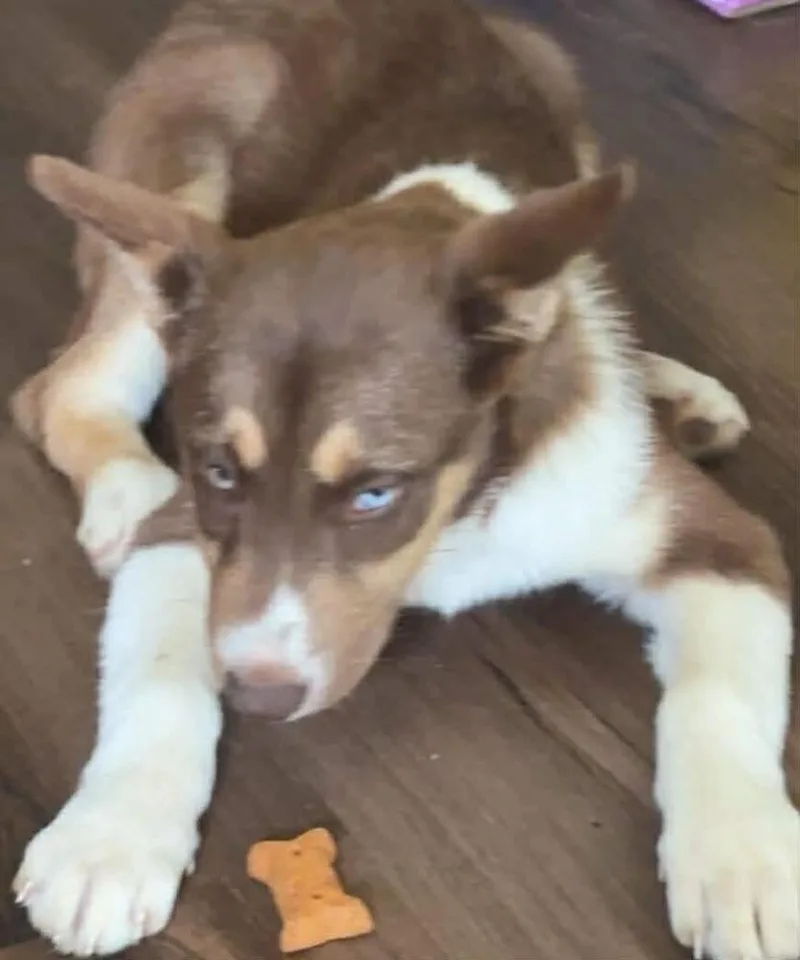A young medium-sized female Australian Shepherd dog named Daisy Mae for adoption in Bremen, OH