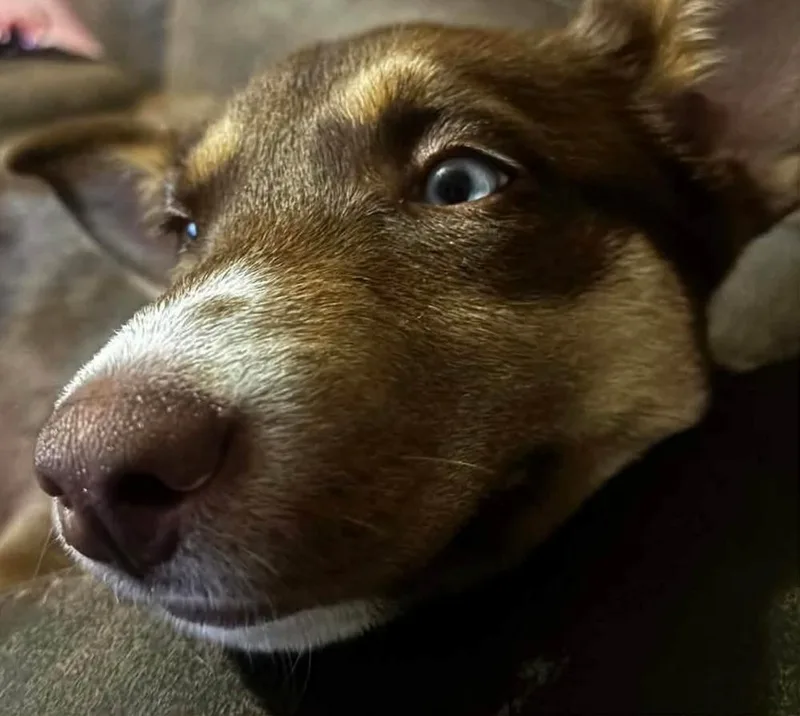 Daisy Mae thumbnail 2