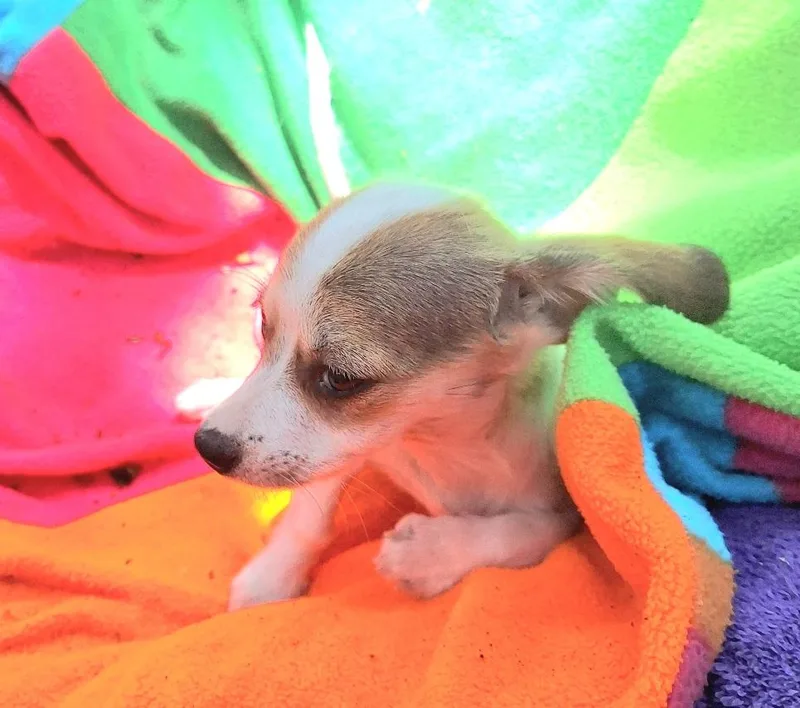 Kandra MVT thumbnail 4