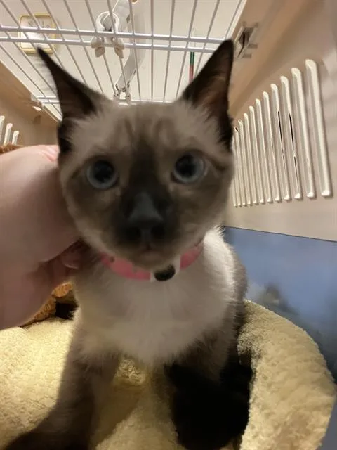 A baby small-sized female Domestic Short Hair cat named Selina for adoption in Long Beach, CA