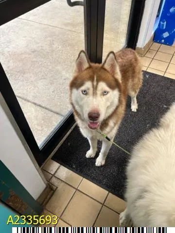 An adult large-sized male Mixed Breed dog named Kenai for adoption in West Palm Beach, FL