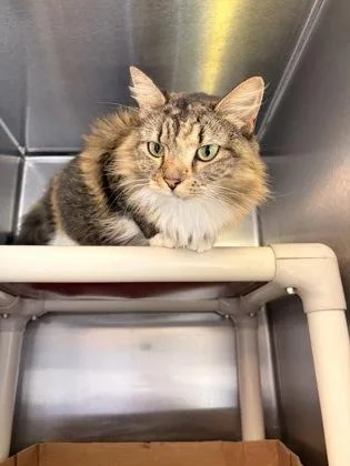 An adult medium-sized female Domestic Short Hair cat named Mia for adoption in Fallston, MD