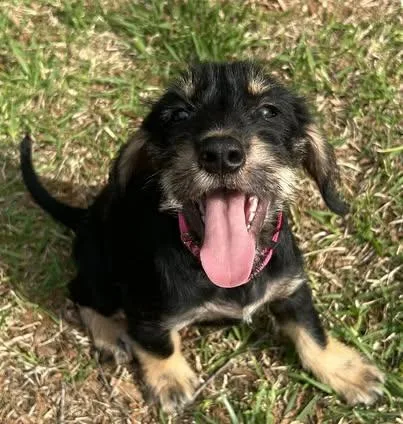 A baby small-sized female Black Schnauzer dog named Delilah for adoption in Calera, AL