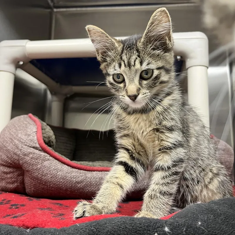 A baby small-sized male Gray / Blue / Silver Domestic Short Hair cat named Okie for adoption in Detroit Lakes, MN