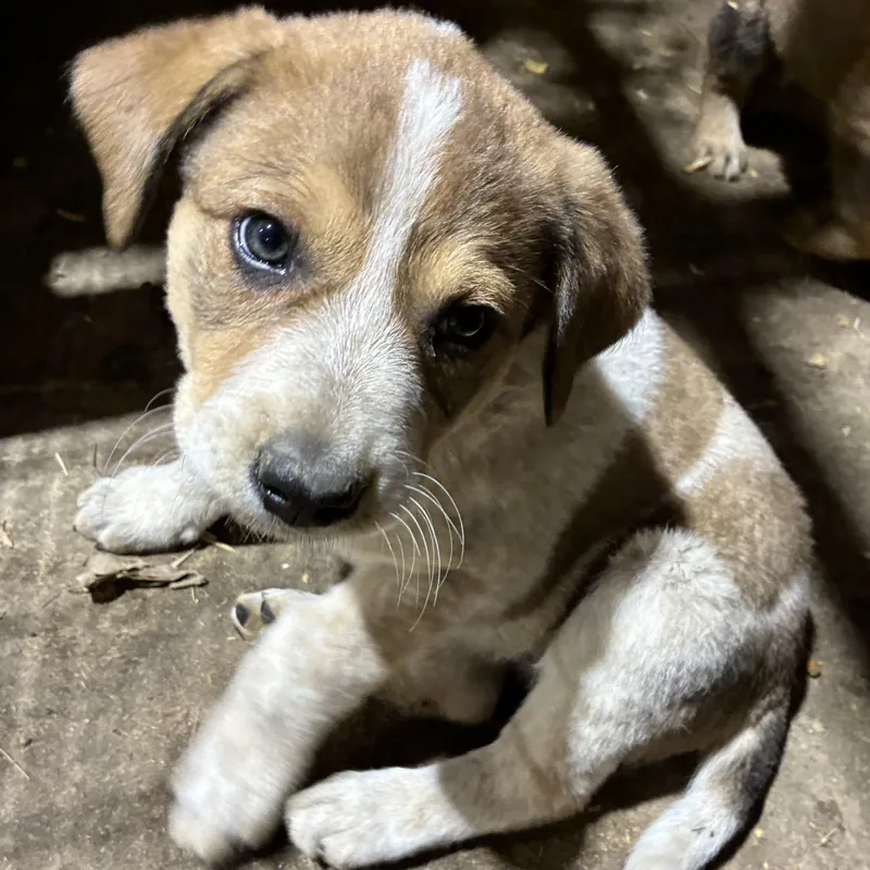 A baby large-sized male German Shepherd Dog dog named Aster for adoption in Krum, TX