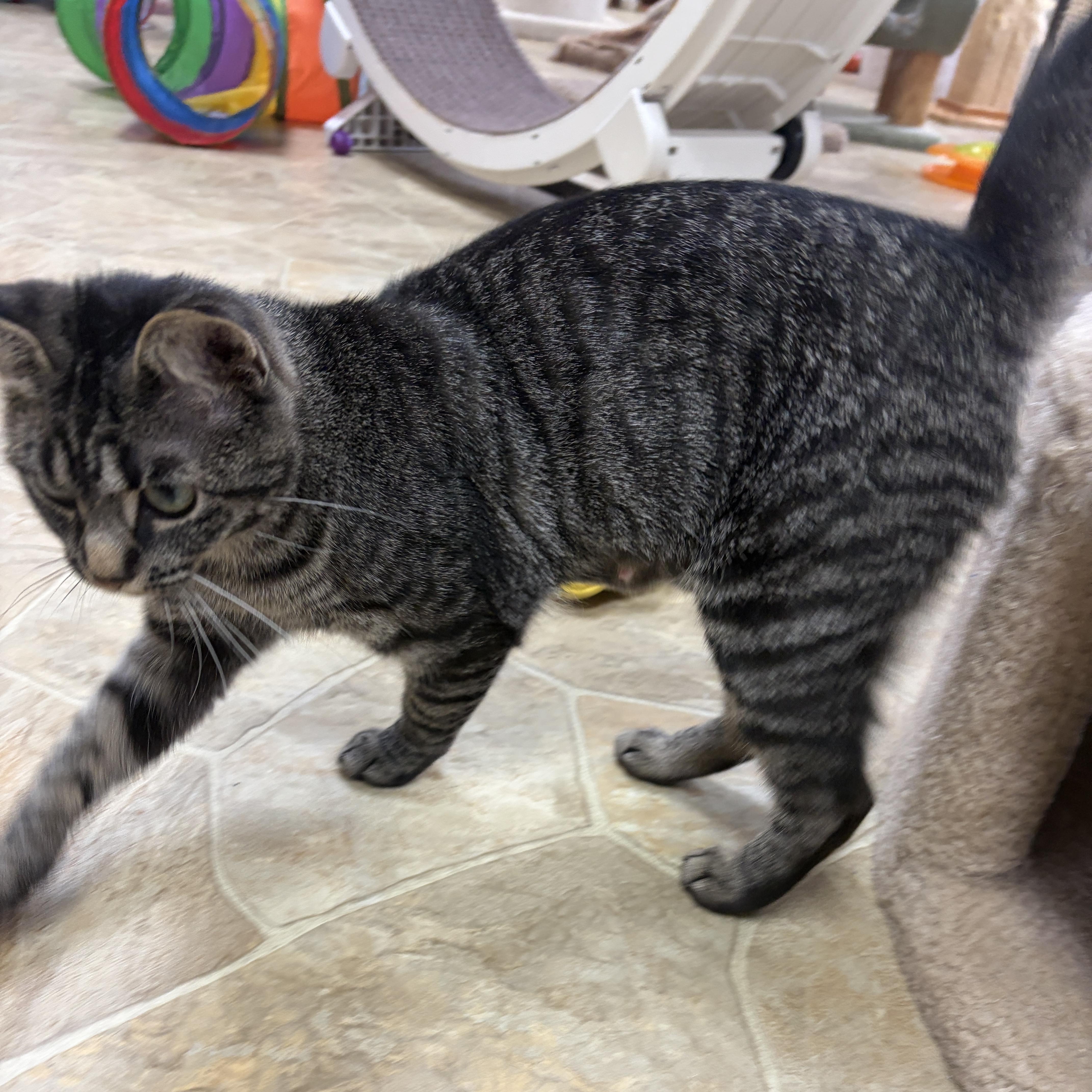 An adult medium-sized female Domestic Short Hair cat named Little miss for adoption in Neillsville, WI