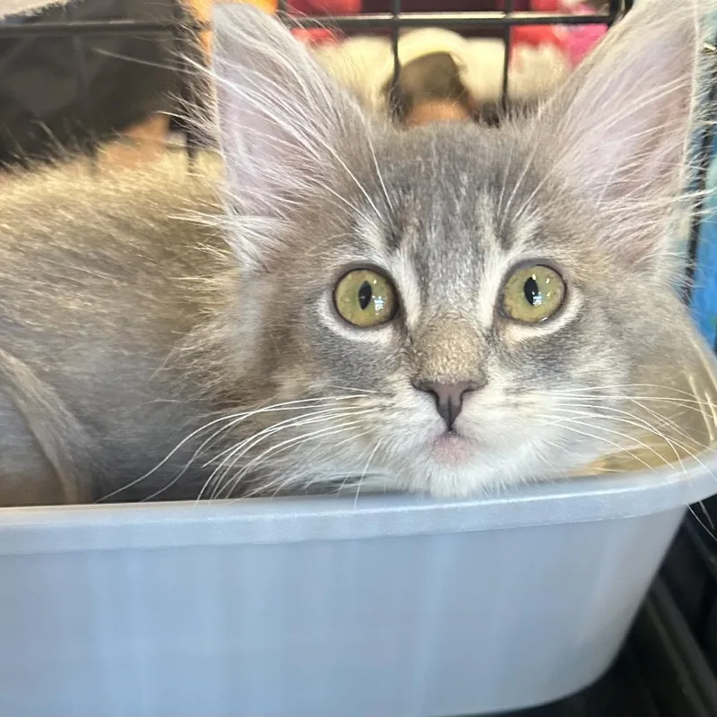 A baby small-sized female Gray / Blue / Silver Domestic Long Hair cat named Fry for adoption in Calimesa, CA