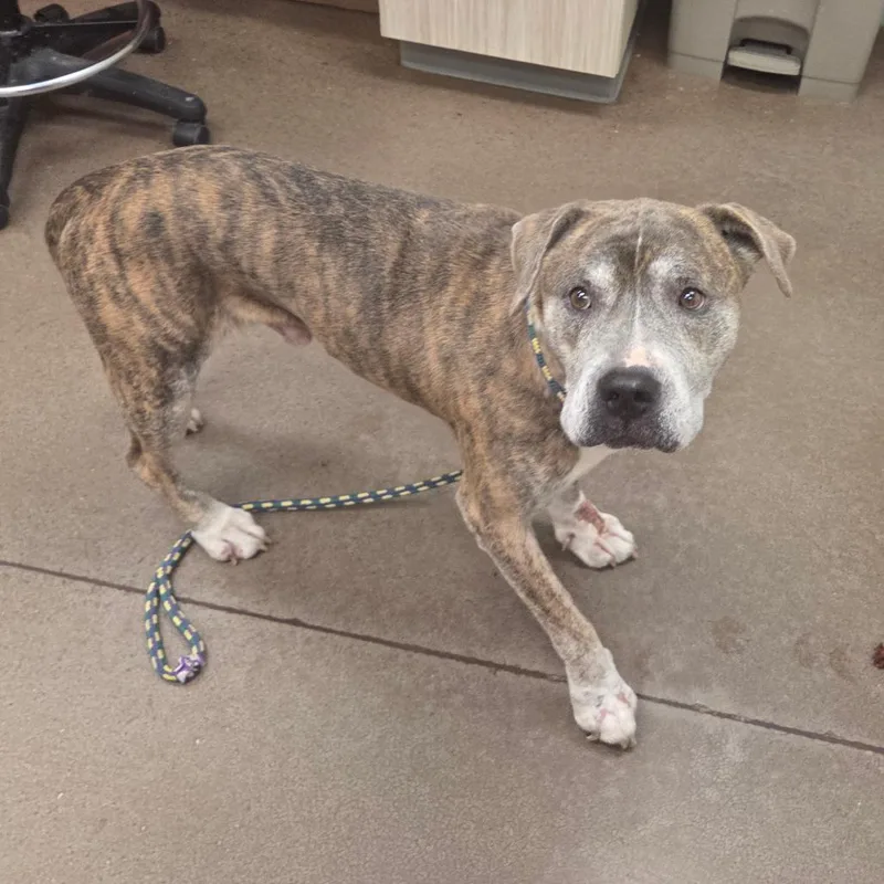 A senior large-sized male Brown / Chocolate Mixed Breed dog named Smokey Bear for adoption in Chattanooga, TN