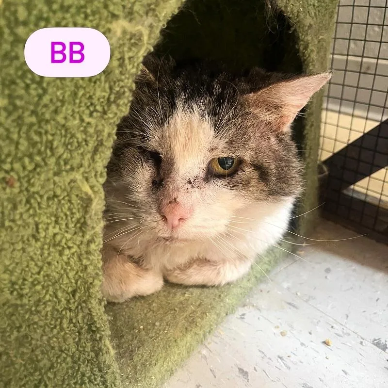 An adult medium-sized male White Domestic Short Hair cat named Bb for adoption in Pegram, TN